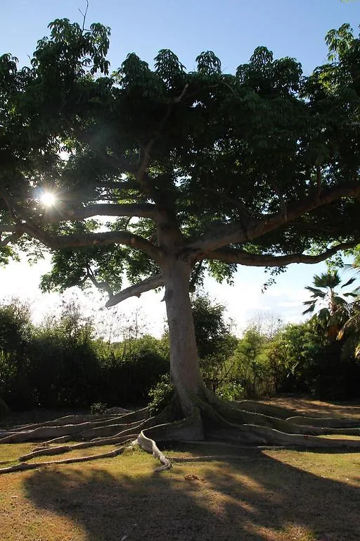 Villas Coco - Caraibes - Les Palmiers -Hamak